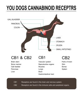 Why is Hemp so different to Marijuana