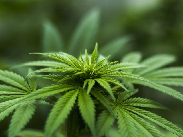 What’s the Difference Between Whole Hemp Oil and Hemp Seed Oil?