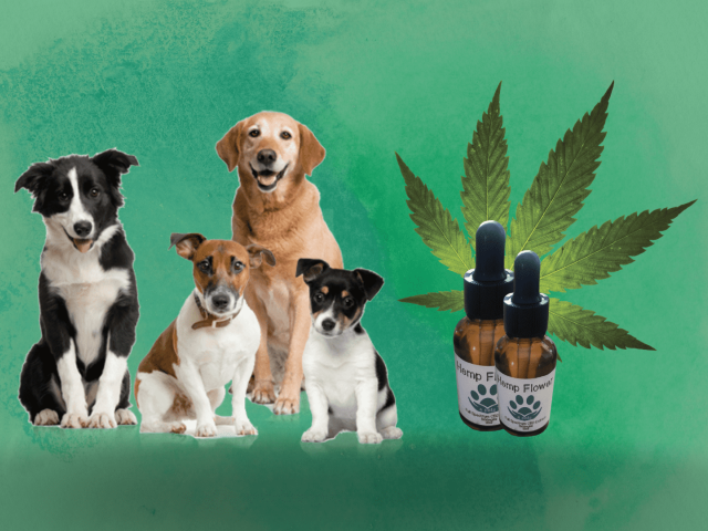 How does Whole Hemp work for dogs