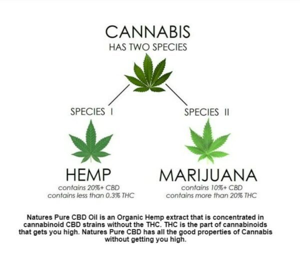 Why is Hemp so different to Marijuana