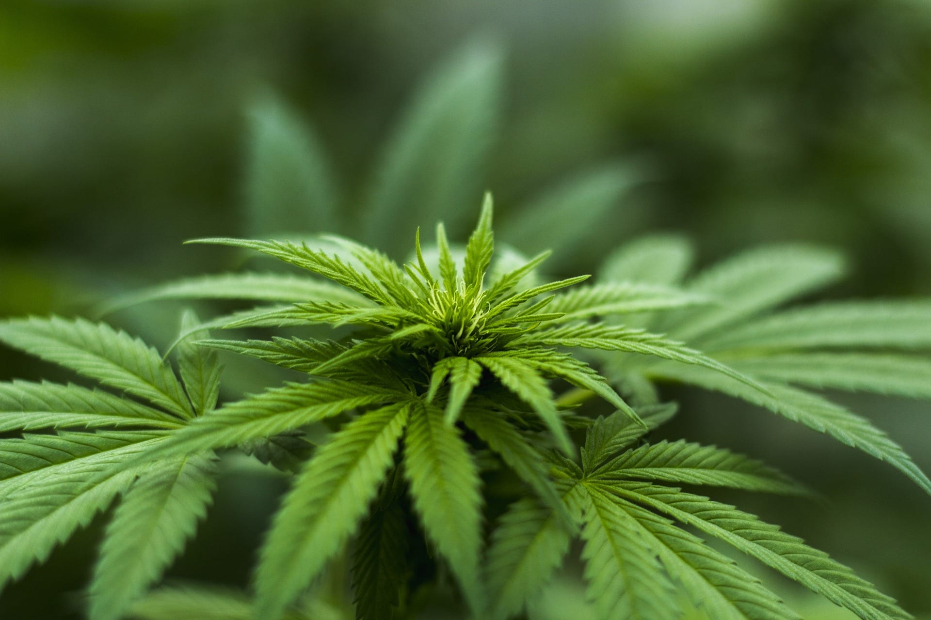 How to tell the difference between whole hemp oil and hemp seed oil 