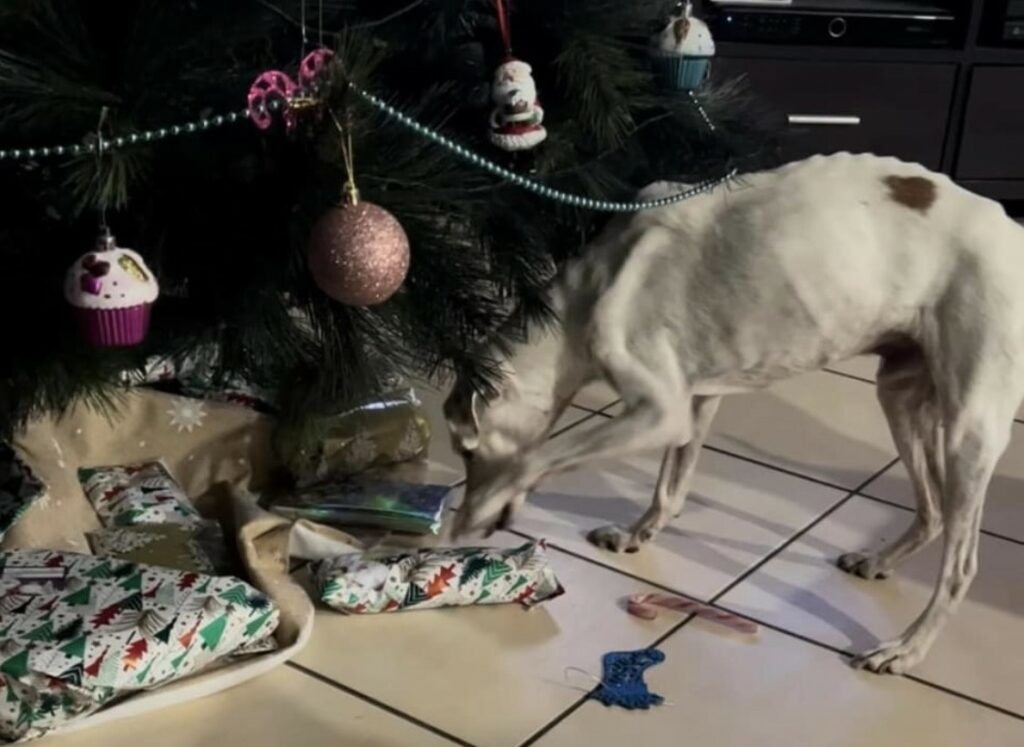 How does Whole Hemp work for dogs Hemp Flower