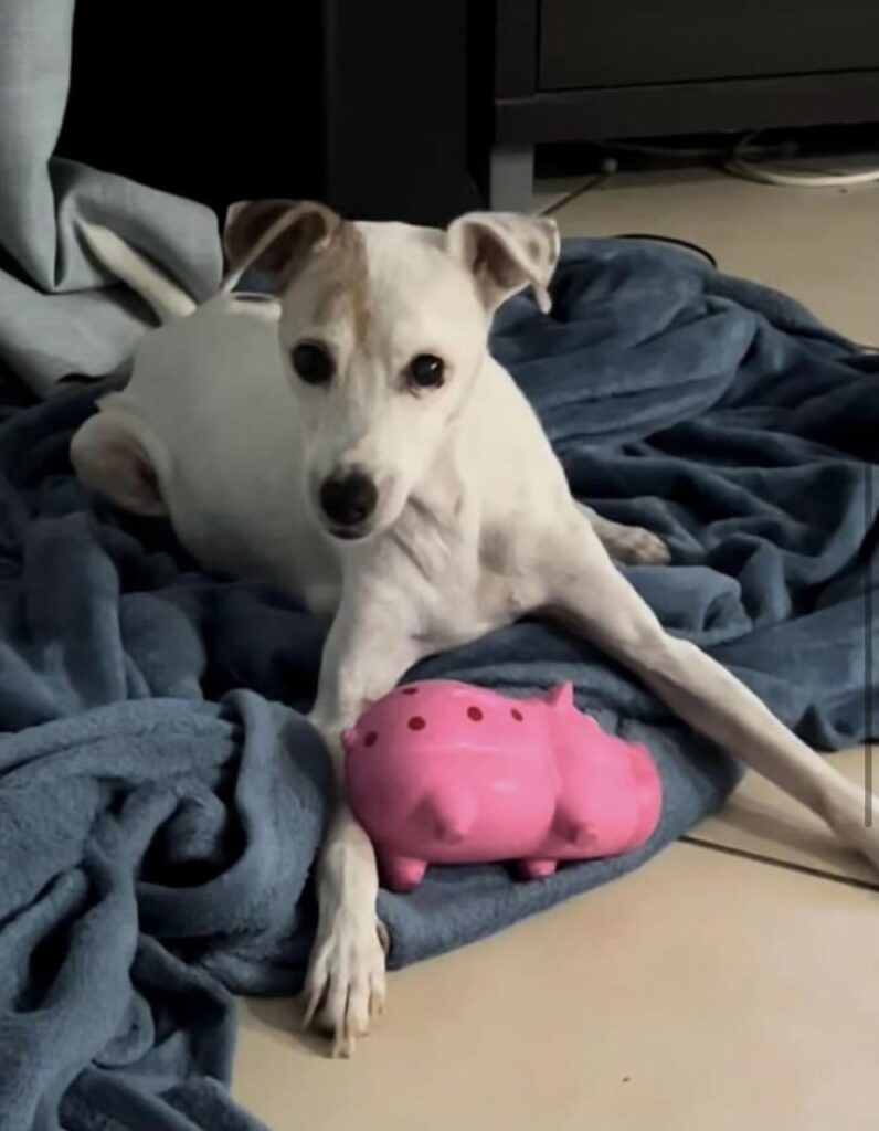 How does Whole Hemp work for dogs Hemp Flower