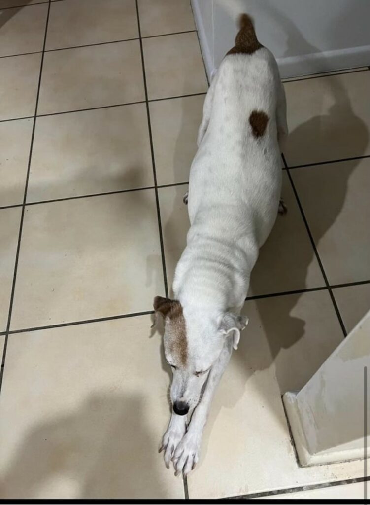 How does Whole Hemp work for dogs Hemp Flower