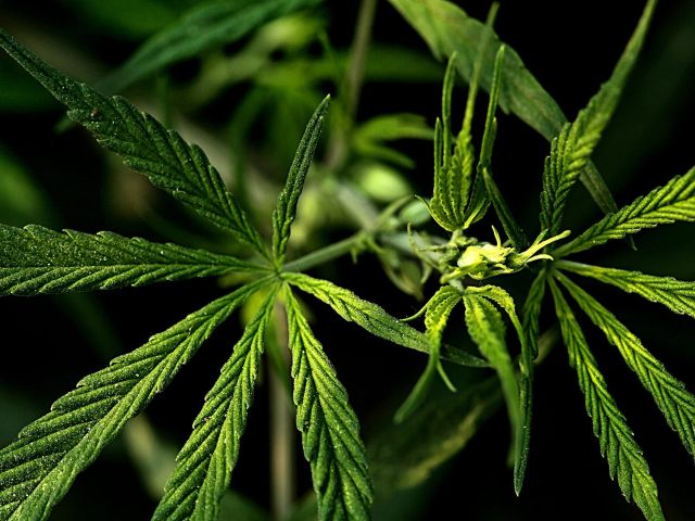 What is Whole Hemp Oil?
