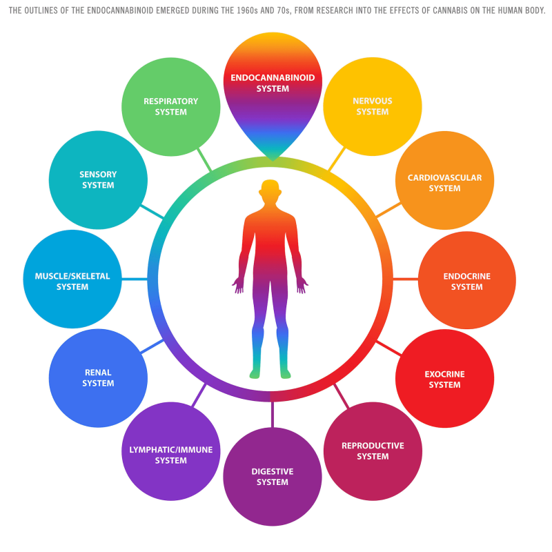The Endocannabinoid System